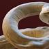 Lungworm