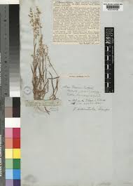 Ehrharta delicatula Stapf | Plants of the World Online | Kew Science
