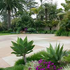 Drought Resistant Plants And Flowers