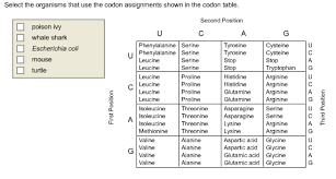 Solved The Codon Table Identifies The Amino Acid Sequence