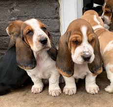 Find your new family member today, and discover the puppyspot difference. Basset Hound Puppies For Sale Near Me Online Shopping Mall Find The Best Prices And Places To Buy