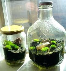 Choosing The Best Terrarium Container