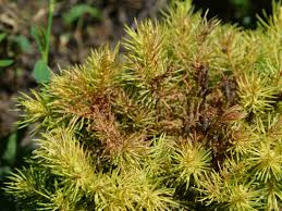 There are several reasons why a pine tree can become sick. Spider Mite Tree Control Learn About Spider Mite Control For Trees
