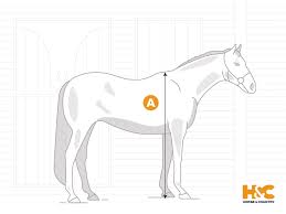 horse height weight a guide