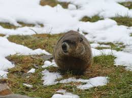 keep groundhogs out of the garden