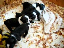 boston terrier puppies 4 weeks old