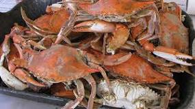Why do you steam crabs with beer?