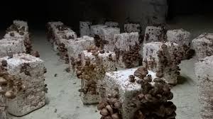 La cave champignonnière des Roches et sa ville souterraine, à Bourré