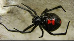 How do you kill it with your bare hands in. What Does It Feel Like To Be Bitten By A Black Widow Spider Quora