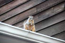 Squirrel Proof Chimney Cap