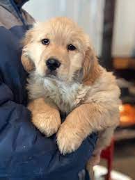 How much does a golden retriever puppy cost? Welcome To Pine Lake Golden S Breeders Of American Golden Retrievers And English Cream Golden Retrievers Golden Retreiver Puppies In Minnesota
