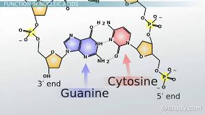 guanine overview structure formula