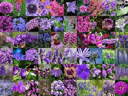 79 Types Of Purple Flowers With