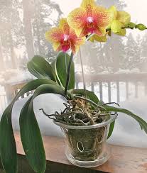 Clear Glass Orchid Pots