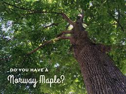 tap a norway maple for maple syrup