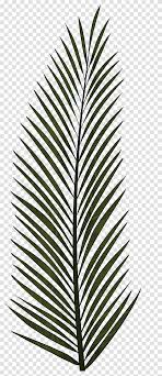 palm clipart fern