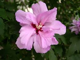 Flor de siria, ciudad de córdoba. Sabes Cuales Son Las Mejores Flores Para Plantar Regalar O Enviar A Domicilio En Verano
