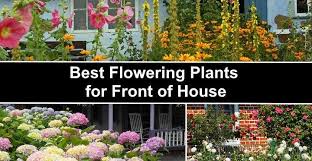 19 Front Yard Flowering Plants Shrubs