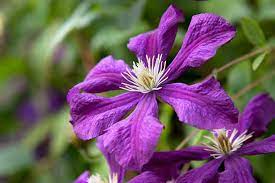 743 x 500 jpeg 62 кб. 20 Plants With Purple Flowers Bbc Gardeners World Magazine