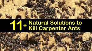 natural solutions to kill carpenter ants