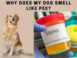 why does my dog s urine smell sweet
