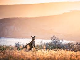 The wine state, as it's ofte. South Australian Tours And Holiday Packages Sealink Kangaroo Island