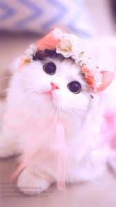 2,556,709 likes · 28,663 talking about this · 47,981 were here. Cute Cat Wallpaper Enjpg