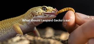 are-mealworms-bad-for-leopard-geckos
