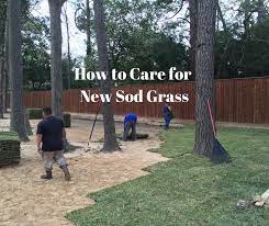 how to care for new sod grass houston