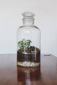 large glass terrarium by rowena naylor
