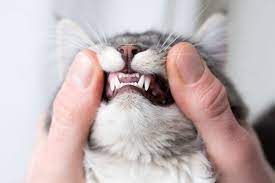 cat teeth cleaning