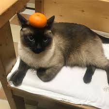 If you haven't found the perfect kitten for sale or adoption you may follow the breed to be notified of new kittens that were recently added. Siamese Cat For Sale Elena Siamese Kittens