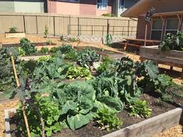 Bay Area Youth Build Community Garden