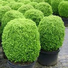 landscaping shrubs and bushes