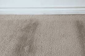 moldy carpets how to recognize and