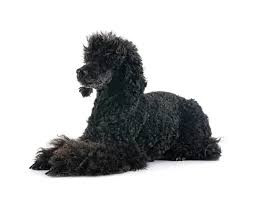 standard poodle stock photos royalty