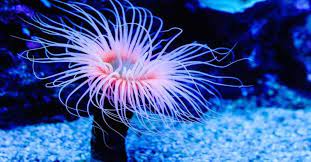 what do sea anemones eat 7 foods they