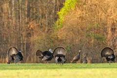 how-much-is-a-michigan-turkey-hunting-license