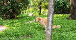 to clean up dog diarrhea carpet floor