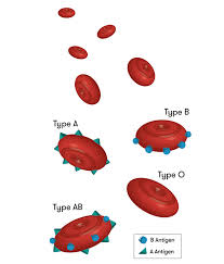 Blood Types The Not So Bleeding Obvious Curious