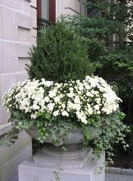 These bushes are very popular and relatively easy to care for. 13 Best White Mums Ideas White Mums Fall Outdoor Fall Decor