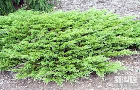 juniperus sabina calgary carpet