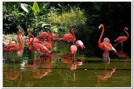 flamingo gardens is one of the very