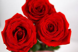three large beautiful red rose flowers