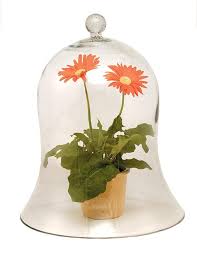 Extra Large Glass Cloche Bell Jar