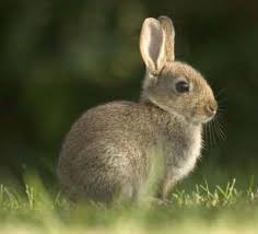 what do wild rabbits eat birdoculars