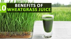 10 health benefits of wheatgr juice