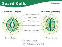 guard cells definition functions