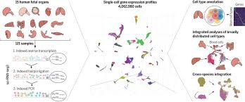A Human Cell Atlas Of Fetal Gene