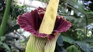 Learn why, plus nine interestingly, the corpse flower is not a flower at all. Rancid Smelling Corpse Flower Opening Up Newsline
